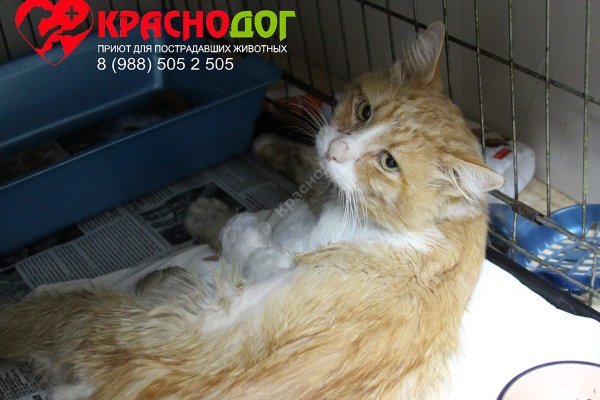 Кракен официальная kr2web in