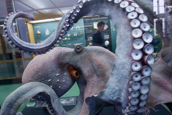 Кракен ссылка kraken